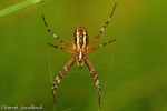 argiope fasciee.jpg